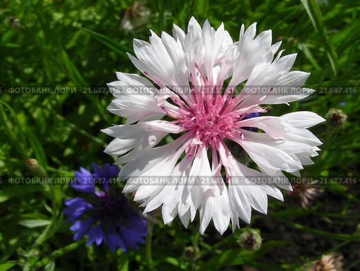 Василёк посевной (лат. Centaurea cyanus) Стоковое фото, фотограф lana1501 / Фотобанк Лори