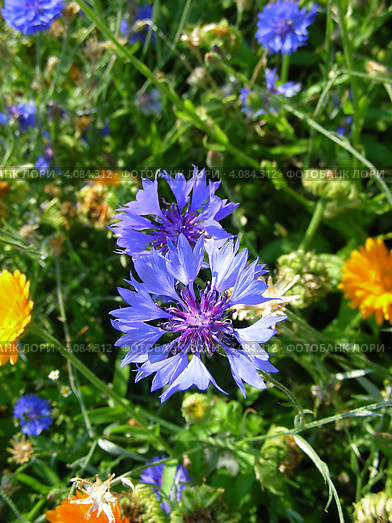 Василёк синий, или Василёк посевной (лат. Centaurea cyanus) Стоковое фото, фотограф lana1501 / Фотобанк Лори