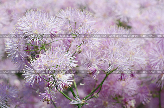 Василистник водосборолистный (лат. Thalictrum aquilegifolium), фон. Стоковое фото, фотограф Елена Коромыслова / Фотобанк Лори