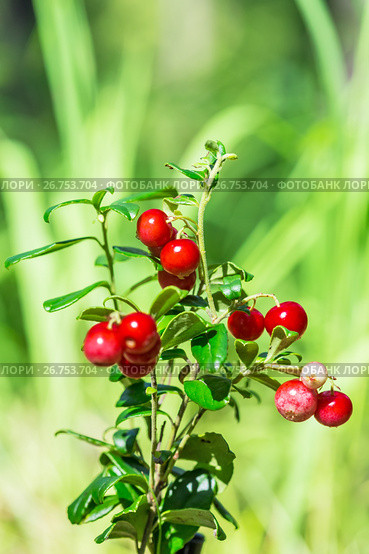 Вечно-зелёный кустарничек брусника обыкновенная (лат. Vaccinium vitis-idaea L.). Крупный план кустика с ягодами. Стоковое фото, фотограф Евгений Мухортов / Фотобанк Лори