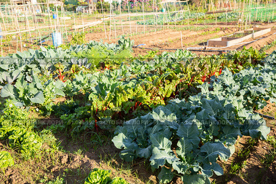 Vegetable garden with beds of beets, cabbage, onions and spinach. Стоковое фото, фотограф Яков Филимонов / Фотобанк Лори