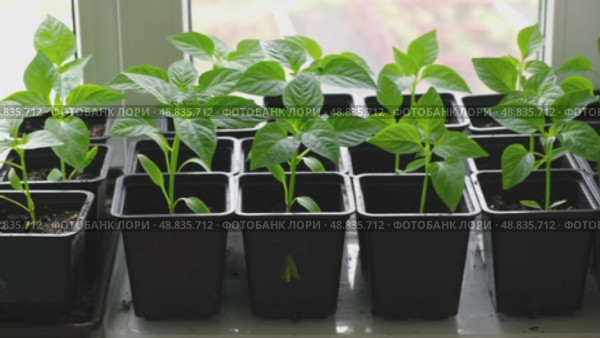 Vegetables seedlings. Young plants sprout growing in seed trays, in pots indoor. Early plant development. Green Tomato, pepper plant recently germinated and ready for thinning. Home gardening concept. Стоковое видео, видеограф Марина Демидюк / Фотобанк Лори