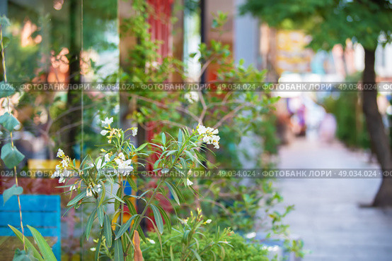 Vegetative background of white oleander flowers against the background of the street. Стоковое фото, фотограф Лазаренко Светлана / Фотобанк Лори
