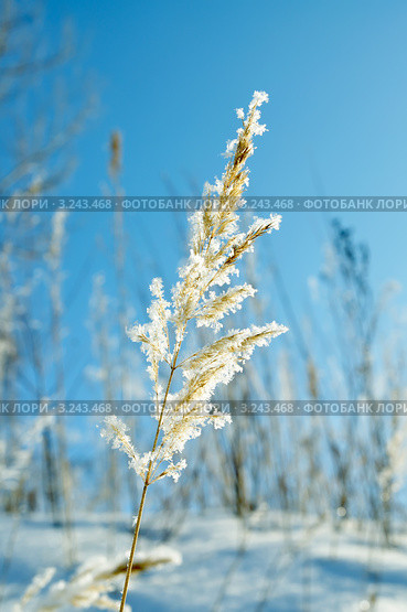 Вейник наземный (Calamagrostis epigeios) в кристалликах льда. Стоковое фото, фотограф Александр Тараканов / Фотобанк Лори
