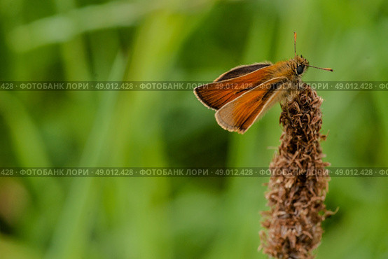 Venata moth relaxing on lake rushes. Стоковое фото, агентство Ingram Publishing / Фотобанк Лори