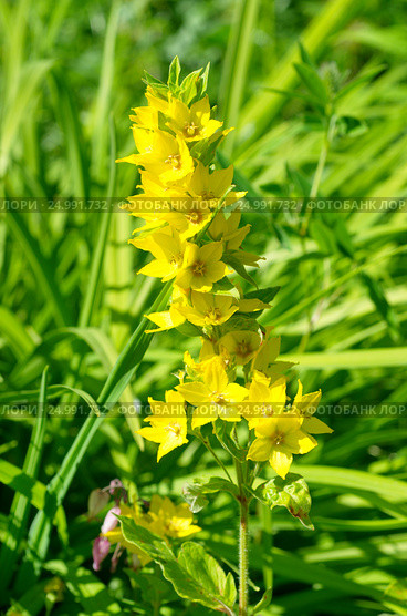 Вербейник (лат. Lysimachia) Стоковое фото, фотограф Елена Коромыслова / Фотобанк Лори