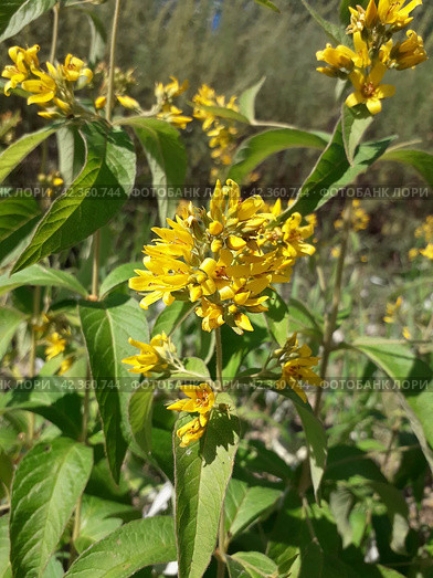 Вербейник обыкновенный (Lysimachia vulgaris) Стоковое фото, фотограф Светлана Кириллова / Фотобанк Лори