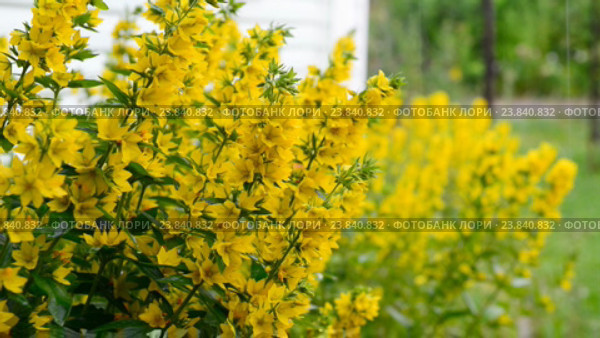 Вербейник точечный садовый Lysimachia punctata (Garden Loosestrife, Yellow Loosestrife or Garden Yellow Loosestrife) в дождь. Стоковое видео, видеограф Pukhov K / Фотобанк Лори