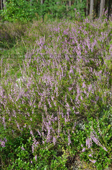 Вереск обыкновенный (лат. Calluna vulgaris) Стоковое фото, фотограф Елена Коромыслова / Фотобанк Лори