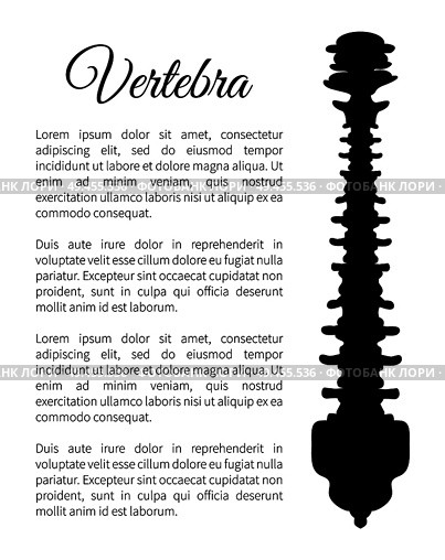 Vertebra poster bone part and banner information about human internal bony spinal column, backbone silhouette with text sample vector illustration. Vertebra Poster Bone Part Vector Illustration. Стоковая иллюстрация, агентство Ingram Publishing / Фотобанк Лори