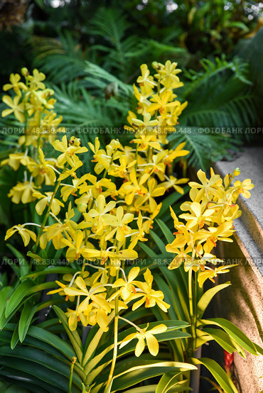 Vertical close-up of Yellow Sun Vanda orchid in bloom. Bright yellow petals and tropical detail make it ideal for floral themes or background use. Стоковое фото, фотограф Татьяна Терехина / Фотобанк Лори