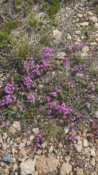 Vertical video of summer landscape with blooming pink fragrant plants of creeping thyme on shore of Siberian Baikal Lake and Olkhon Island on sunny day (lat.Tymus serpyllum). Floral background. Стоковое видео, видеограф Виктория Катьянова / Фотобанк Лори