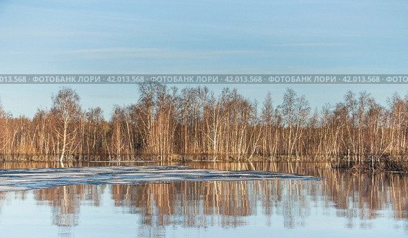 весеннее половодье в лесу. Стоковое фото, фотограф Данил Хусаинов / Фотобанк Лори