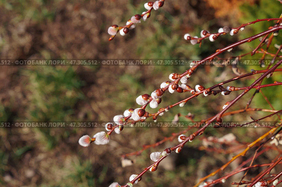 Весенние почки Ивы Козьей (Salix caprea) Стоковое фото, фотограф Евгения Золкина / Фотобанк Лори
