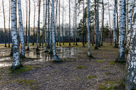 Весенний пейзаж. Березовый лес после схода снега с водными проталинами. Стоковое фото, фотограф Grigory_Gez / Фотобанк Лори