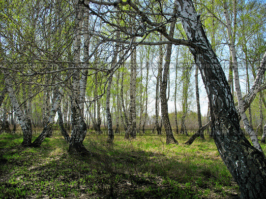 Весенний пейзаж. В березовой роще. Стоковое фото, фотограф Светлана Ильева (Иванова) / Фотобанк Лори
