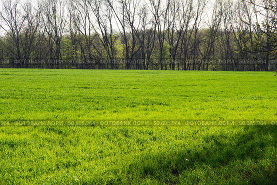 Весна. Зеленые всходы и деревья на заднем плане. Spring. Green shoots and trees in the background. Стоковое фото, фотограф Александр Рыбалка / Фотобанк Лори
