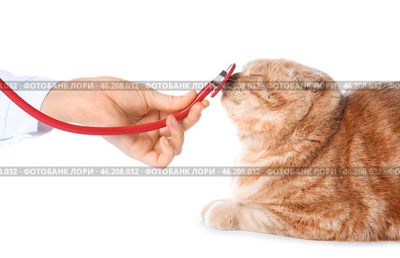Veterinarian examining cute cat on white background. Стоковое фото, фотограф Pixel_shot / Фотобанк Лори