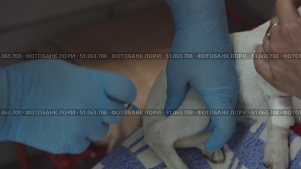 Veterinarian giving injection to small white dog. Стоковое видео, видеограф Андрей Знаменский / Фотобанк Лори