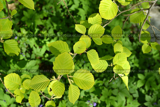 Ветка ольхи серой золотистой (Alnus incana aurea Dipp.) Стоковое фото, фотограф Ирина Борсученко / Фотобанк Лори