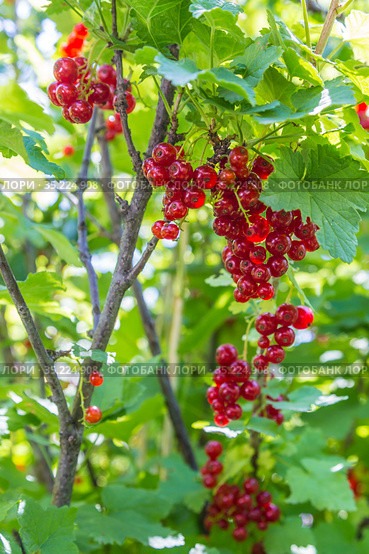 Ветки смородины краснаой (лат. Ríbes rubrum) с ягодами. Стоковое фото, фотограф Михаил Старшов / Фотобанк Лори