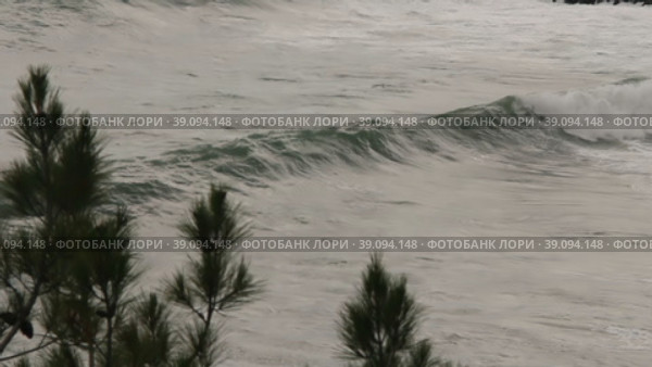 Ветви сосны на фоне морского прибоя. Стоковое видео, видеограф Цыбин Вадим / Фотобанк Лори