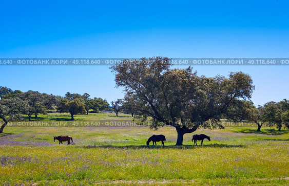 Via de la Plata way dehesa horses grasslands in Extremadura of Spain. Стоковое фото, агентство Ingram Publishing / Фотобанк Лори