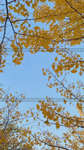 Vibrant autumn leaves gently swaying against a clear blue sky. Стоковое AI-видео, аниматор Владимир Федоров / Фотобанк Лори