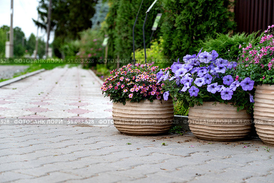 Vibrant flower pots adorn an entranceway with colorful blooms in a residential area showcasing springtime beauty. Стоковое фото, фотограф Вербицкая Светлана / Фотобанк Лори