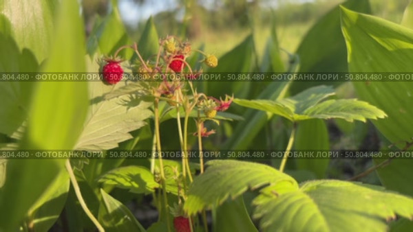 Vibrant wild strawberries grow among lush green leaves in a sunlit garden. Стоковое видео, видеограф Анастасия / Фотобанк Лори