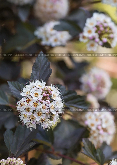Viburnum pemphigus (Physocarpus opulifolius). A shrub blooming with small white flowers. Стоковое фото, фотограф Photojuli / Фотобанк Лори