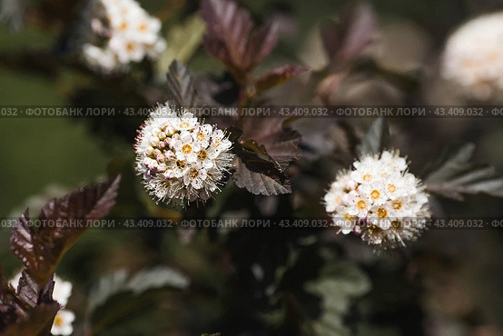 Viburnum pemphigus (Physocarpus opulifolius). A shrub blooming with small white flowers. Стоковое фото, фотограф Photojuli / Фотобанк Лори