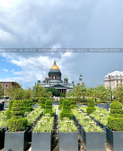 Вид из сада на Синем мосту, кусты подстрижены в форме шахмат, на Исаакиевский собор Санкт-Петербурга на фоне неба с облаками летним днем (2024 год). Стоковое фото, фотограф Елена Яворская / Фотобанк Лори