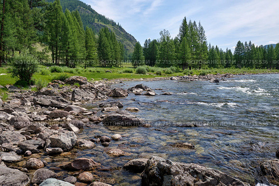 Вид на реку Башкаус на Алтае. Altai river Bashkaus. On the river banks there is siberian larch taiga forest. Стоковое фото, фотограф Сергей Пристяжнюк (Serg Zastavkin) / Фотобанк Лори