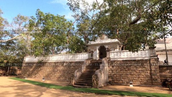 Вид на священное дерево Sri Maha Bodhi солнечным днем. Анурадхапура, Шри-Ланка (2020 год). Стоковое видео, видеограф Виктор Карасев / Фотобанк Лори