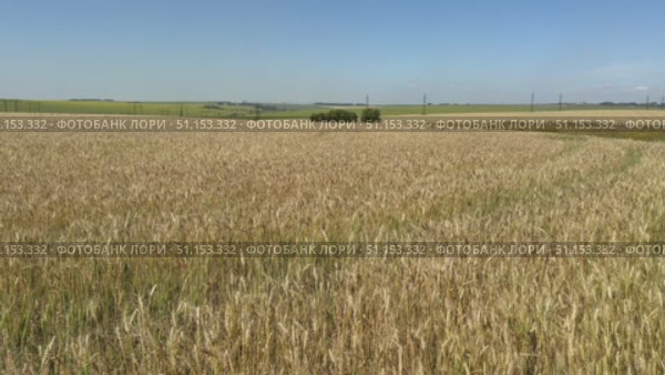 Video of agricultural region with fields of ripe wheat on a sunny day. Ears of wheat swaying in the wind. Rural landscape. Natural rustic background. Grain growing concept. Стоковое видео, видеограф Виктория Катьянова / Фотобанк Лори