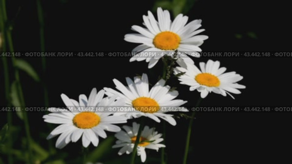 Video of beautiful fresh bright garden daisies on a dark background sway in the wind. Small insects crawl on flowers. Natural floral background. Стоковое видео, видеограф Виктория Катьянова / Фотобанк Лори