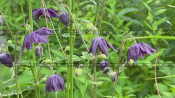 Video of unusual dark purple Aquilegia Nigricans flowers on summer day in flowerbed in garden (lat. Aquilegia nigricans). Close-up of perennial decorative flowers of dark Bulgarian Columbine. Стоковое видео, видеограф Виктория Катьянова / Фотобанк Лори