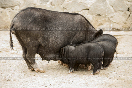 Vietnamese pigs on rural yard. Vietnamese pigs. Стоковое фото, агентство Ingram Publishing / Фотобанк Лори