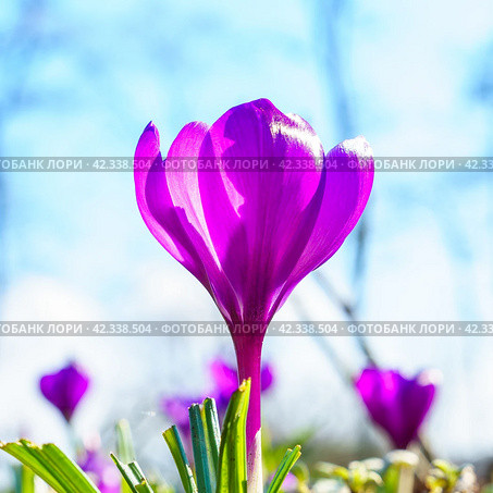 View of blooming crocuses in a clearing in the morning light. Close-up of beautiful blooming crocuses in spring. Стоковое фото, фотограф Артем Лукин / Фотобанк Лори
