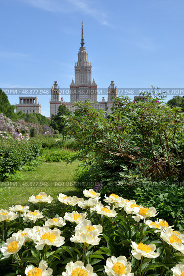 View of Main Building of Moscow State University from territory of Botanical Garden of Biological Faculty of Moscow State University with blooming tree or semi-shrub peonies in spring in May. Стоковое фото, фотограф Алексей Антипов / Фотобанк Лори