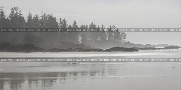 View of shoreline, Pacific Rim National Park Reserve, Tofino, Vancouver Island, British Columbia, Canada. Стоковое фото, агентство Ingram Publishing / Фотобанк Лори