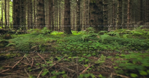 View of the Forest in Norway. Beautiful nature of Norway. The camera moves from the first person through the thicket of a pine forest. Стоковое видео, видеограф Андрей Армягов / Фотобанк Лори