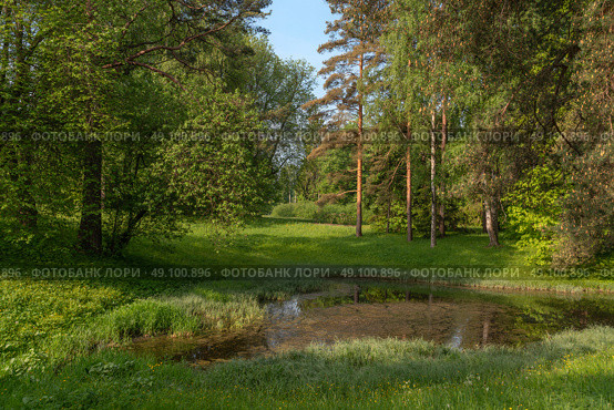 View of the Lower Rosepavilion Pond in Pavlovsky Park on a sunny summer day, Pavlovsk, St. Petersburg, Russia. Стоковое фото, фотограф Ula Ulachka / Фотобанк Лори