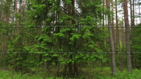 View through side window of car auto in motion on road. Highway along green forest and trees in summer. Tourism and travel, journey trip concept. Beautiful nature and landscape. Car speeding on road. Стоковое видео, видеограф Марина Демидюк / Фотобанк Лори