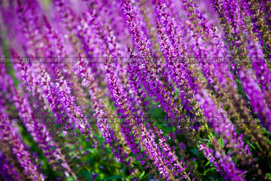 violet flower background from salvia nemorosa, shallow DOF. Стоковое фото, агентство Ingram Publishing / Фотобанк Лори