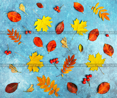 Vivid fall pattern Colorful autumn leaves scattered on blue textured background. Стоковое фото, фотограф Наталья Семкина / Фотобанк Лори