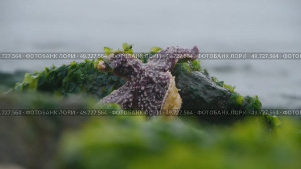 Владивосток. Мыс Кунгасный. Стоковое видео, видеограф Максим Антоненко / Фотобанк Лори