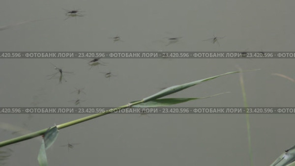 Водомерки ( Gerridae) — семейство полужесткокрылых насекомых из подотряда клопов (Heteroptera) Стоковое видео, видеограф Олег Хархан / Фотобанк Лори