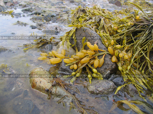 Водоросли фукусы (Fucus vesiculosus) на камнях. Белое море. Стоковое фото, фотограф Т. З. / Фотобанк Лори